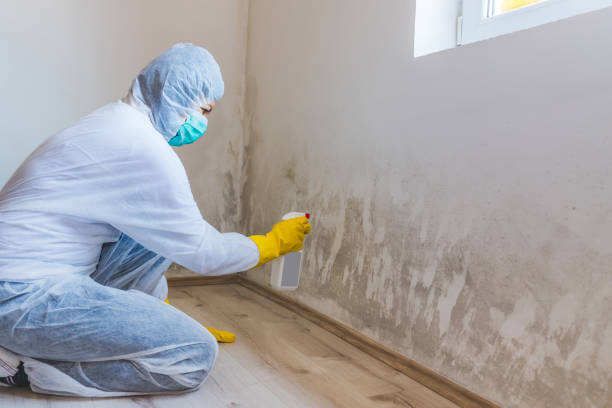 Licensed Mold Remediation service in Burnham, IL - WQB Mold Removal